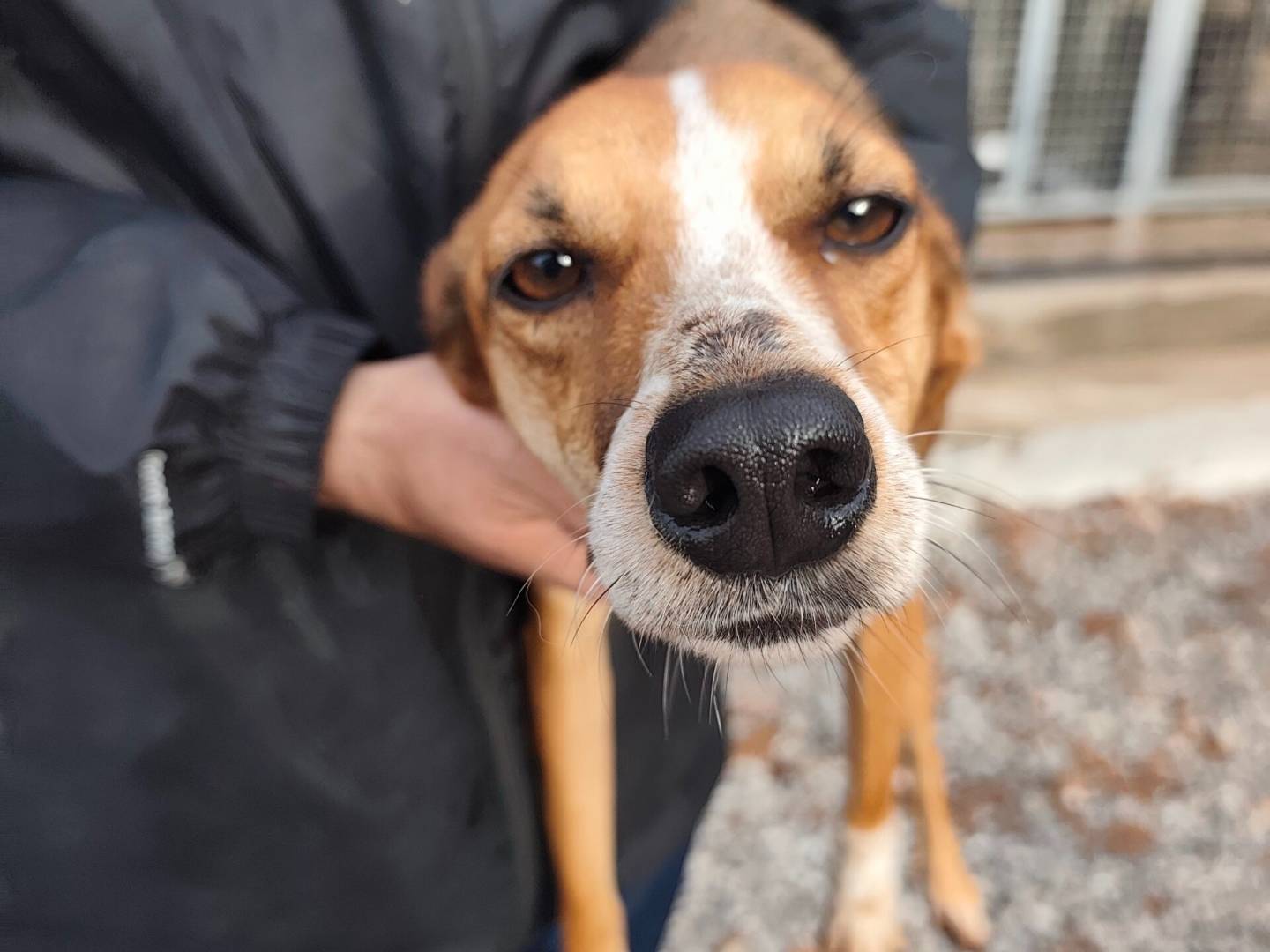 Adozione cane, femmina, Razza sconosciuta Razza sconosciuta, 4 anni e 9 mesi, taglia piccola, Roma