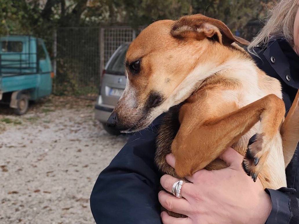 Adotta un cane, femmina, 4 anni e 9 mesi, Roma