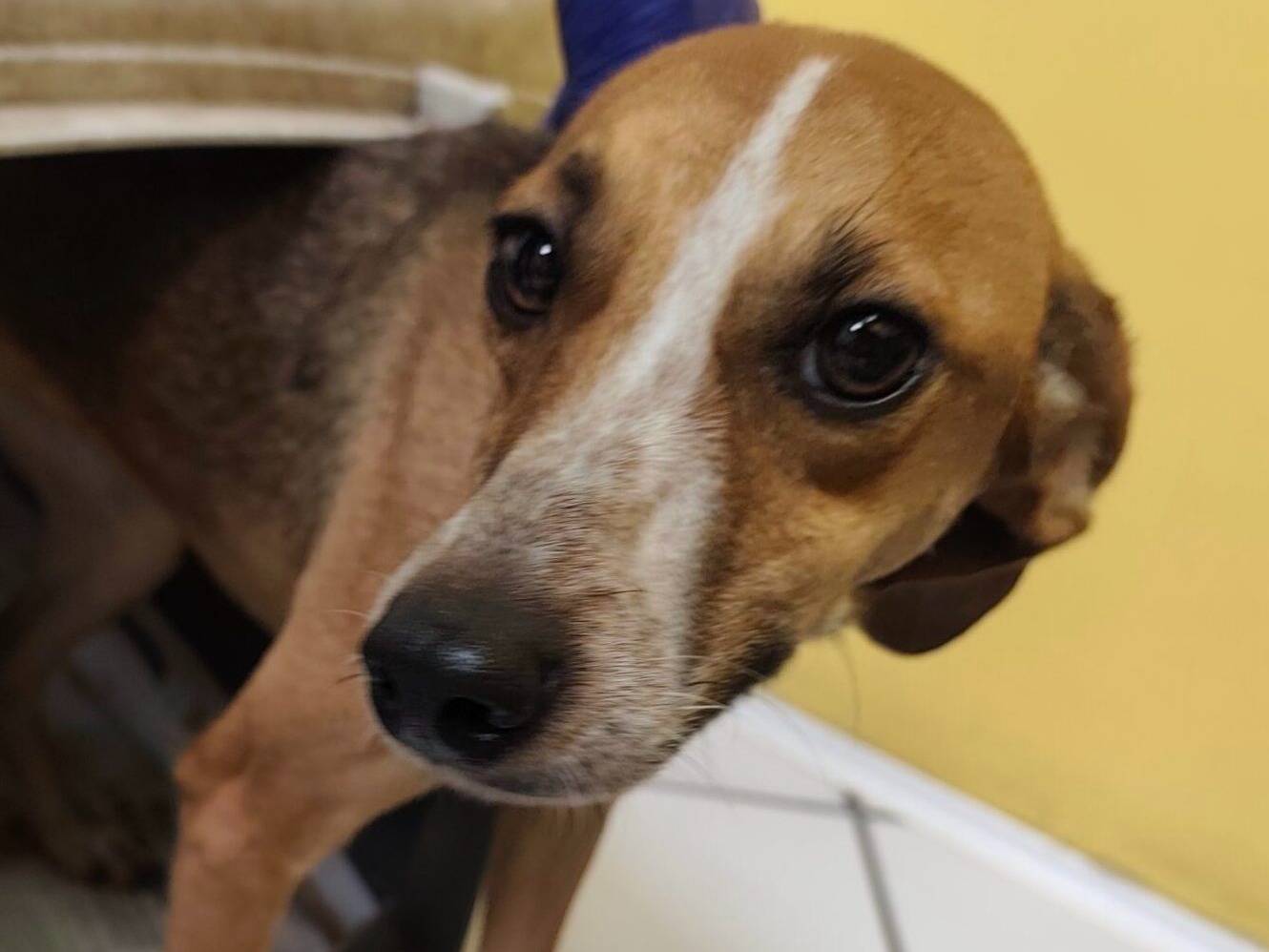 Vuoi adottare un cane a Roma?