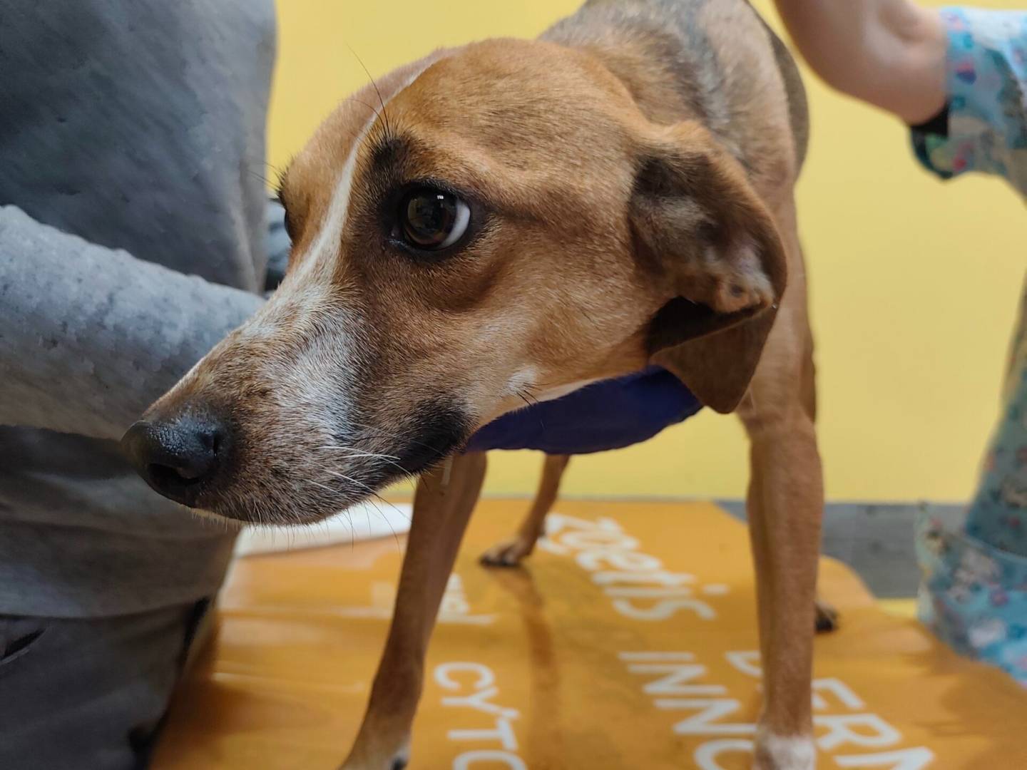 Adotta il cane Alpenliebe  a Roma