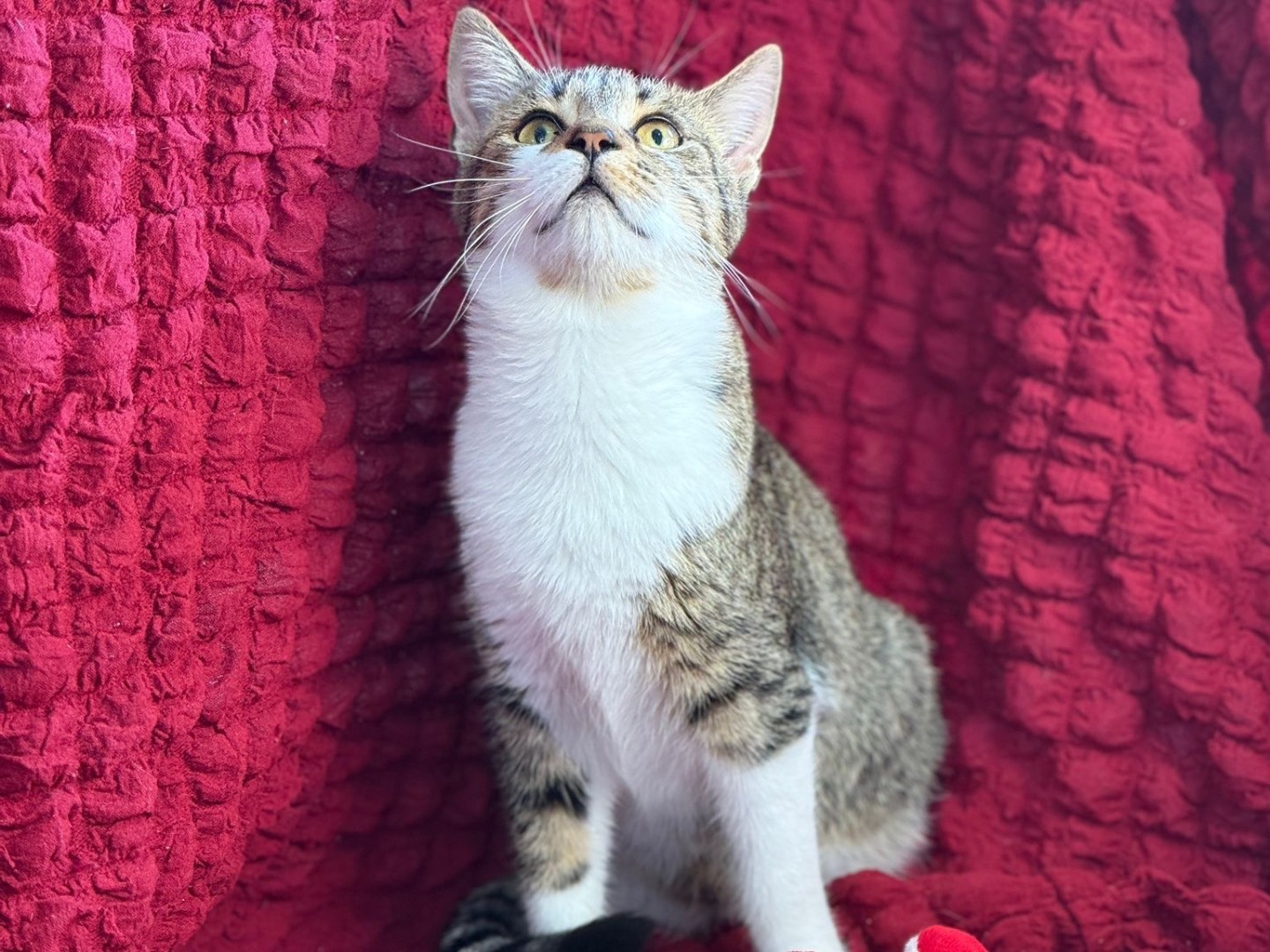 Adotta un gatto, femmina, 9 mesi, Bari