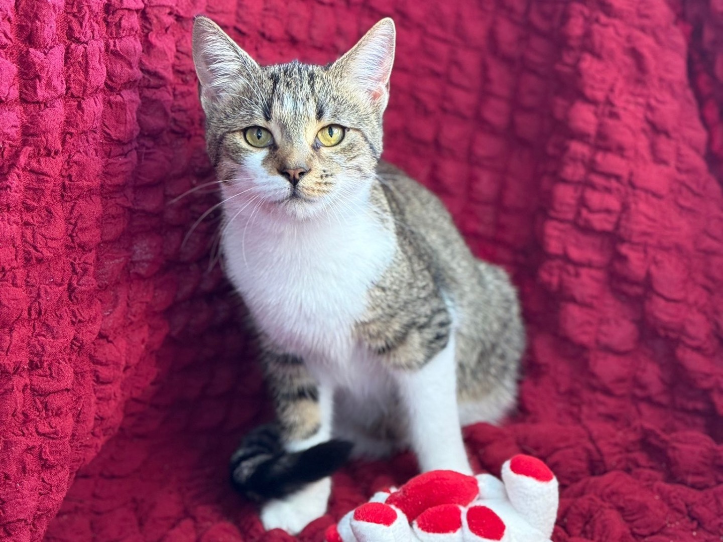 Adotta un gatto, taglia non valida, femmina, Bari