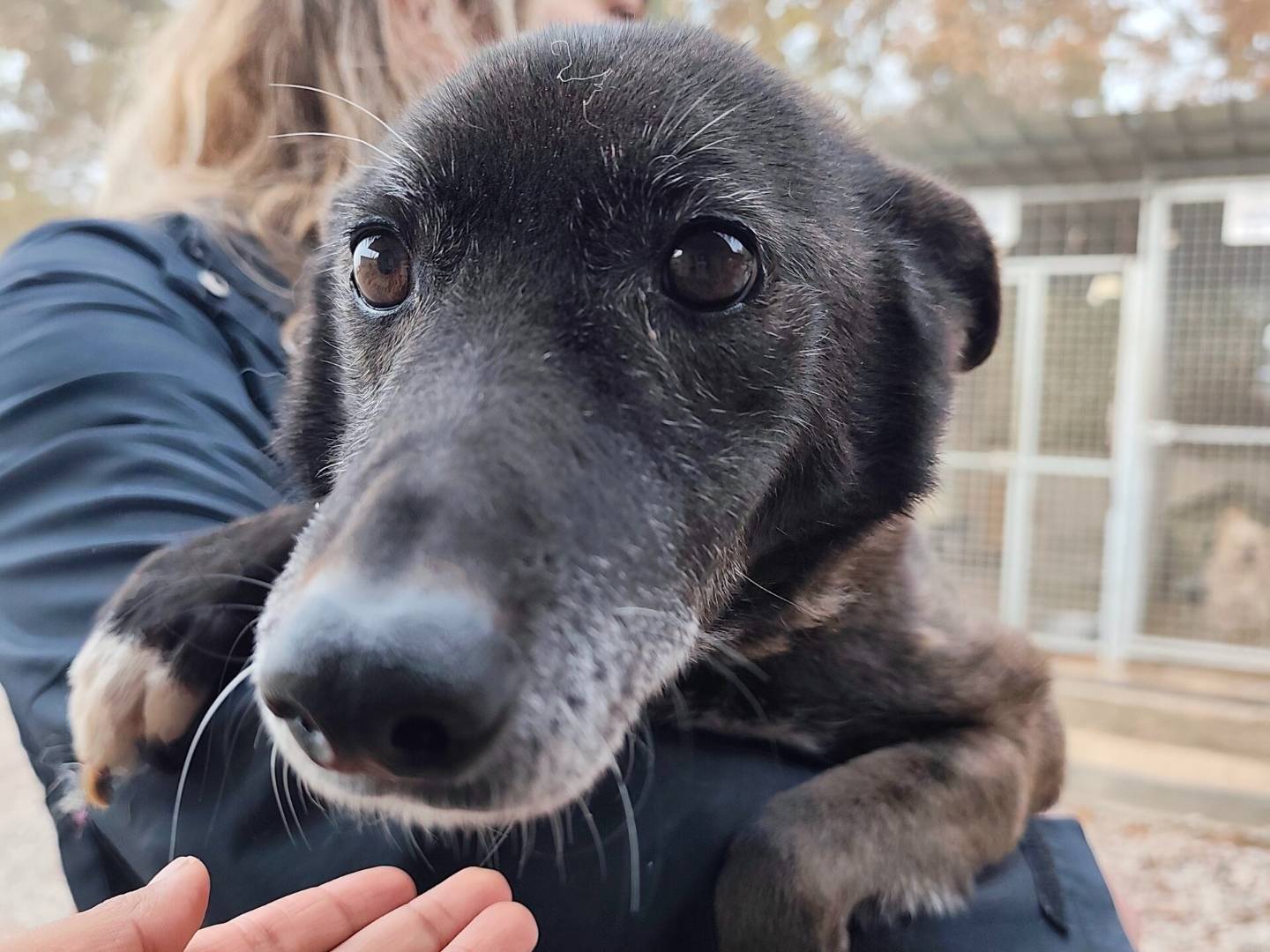 Vuoi adottare un cane a Roma?