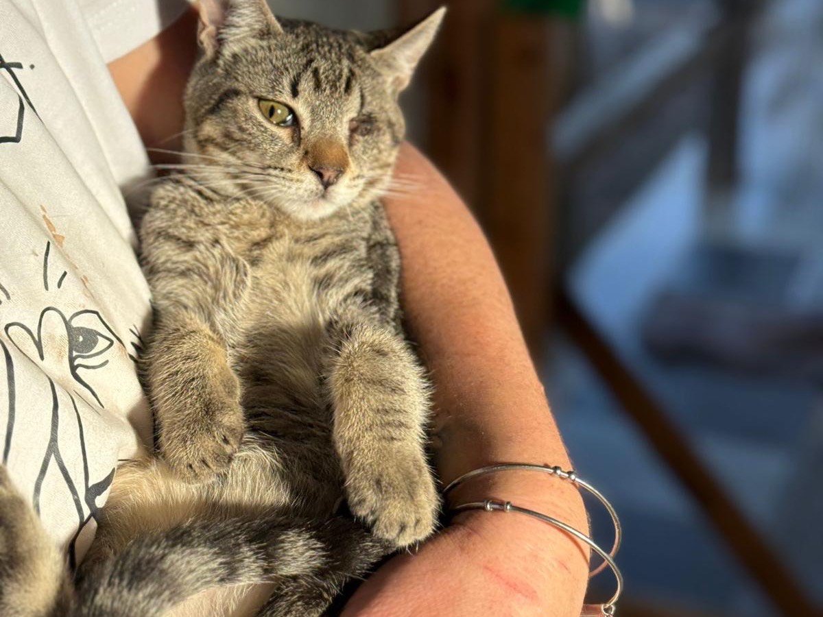 Adozione gatto, maschio, Razza sconosciuta Razza sconosciuta, 5 mesi, taglia non valida, Bari