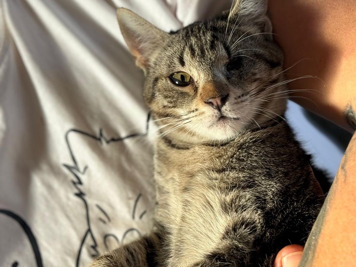 Adotta un gatto, maschio, 5 mesi, Bari