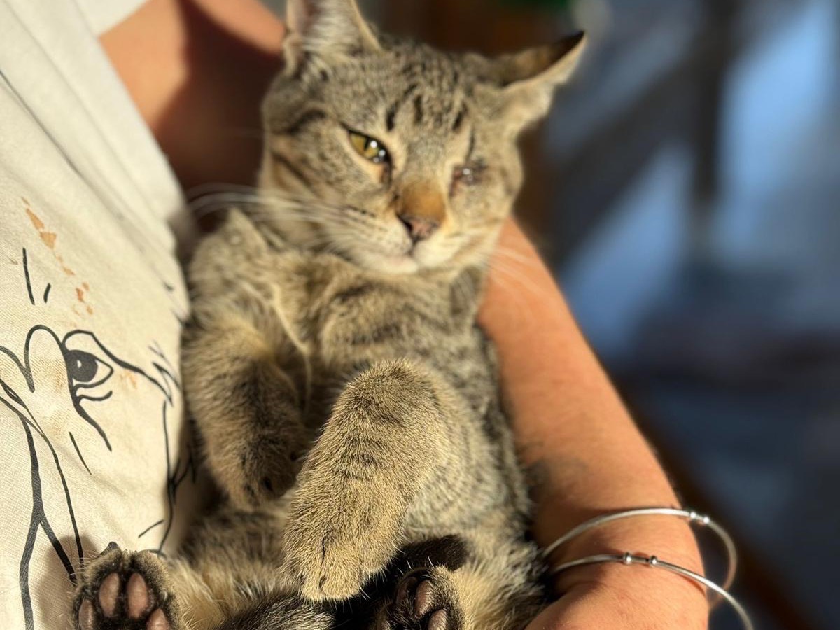 Vuoi adottare un gatto a Bari?