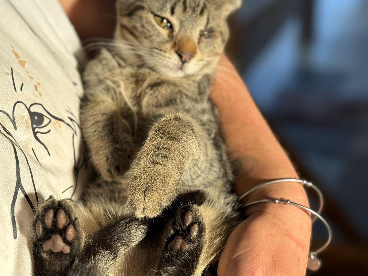 Adotta il gatto Aiace a Bari