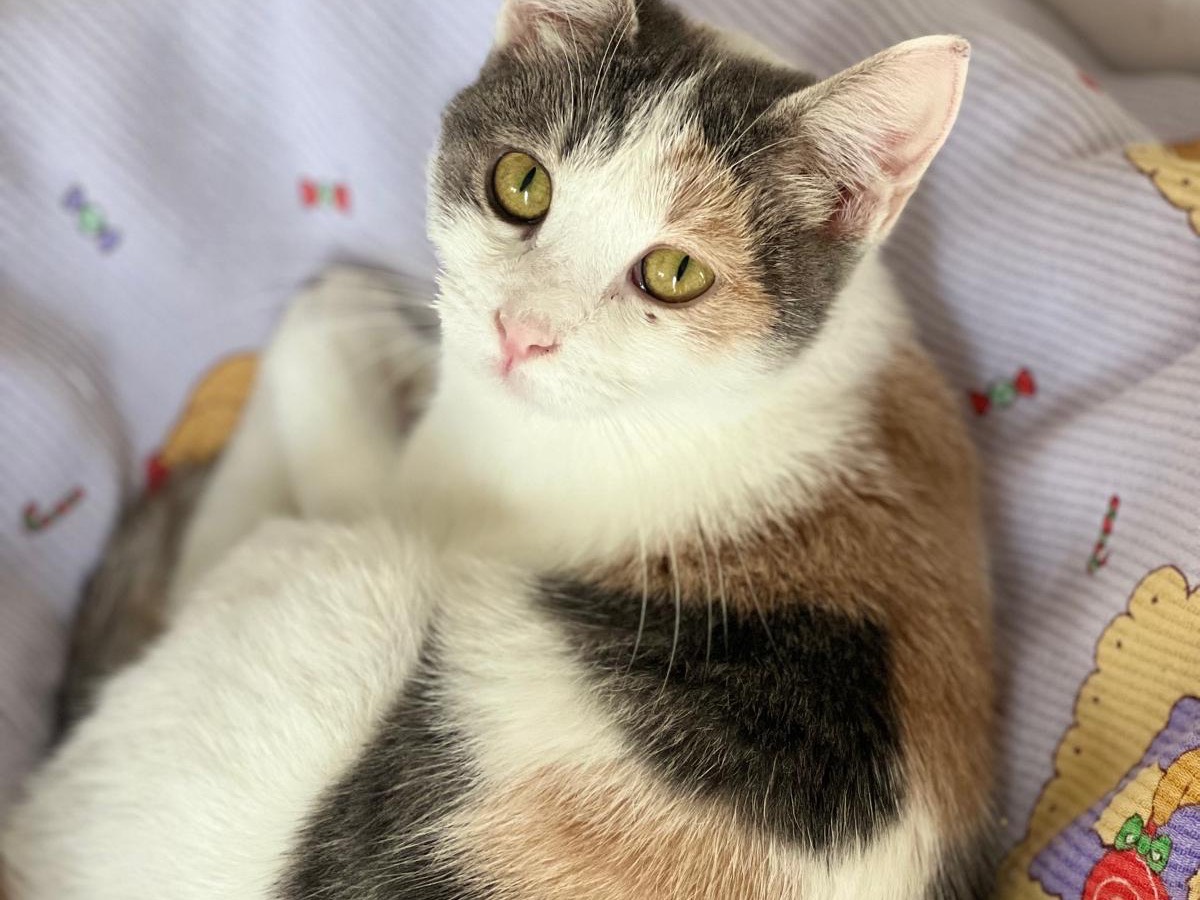 Adotta un gatto, femmina, 9 mesi, Bari