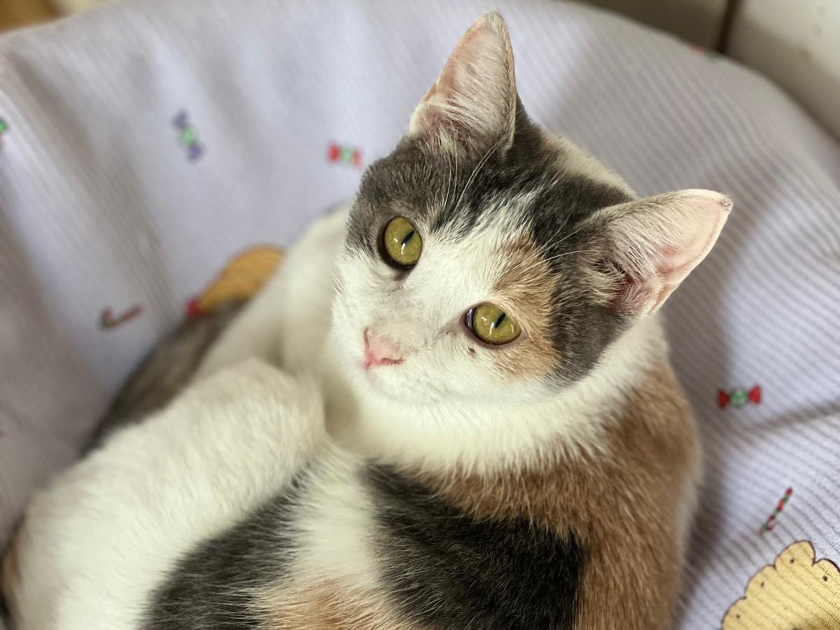 Adotta un gatto, taglia non valida, femmina, Bari