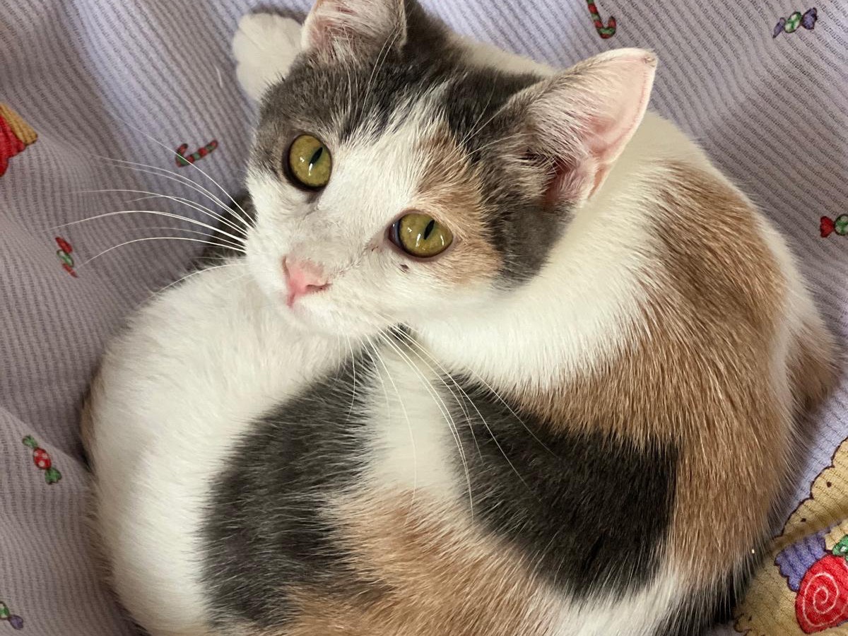 Vuoi adottare un gatto a Bari?