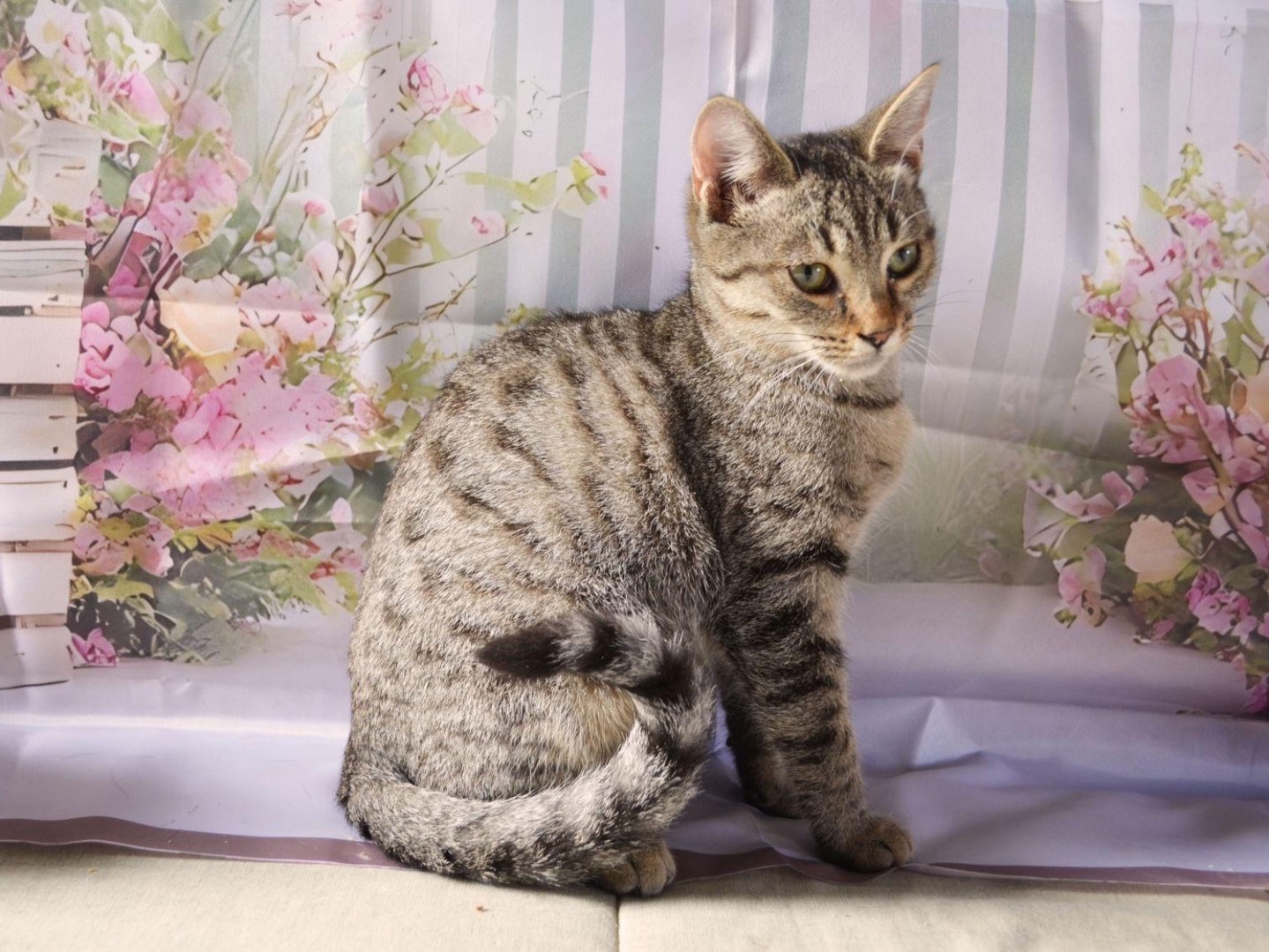 Adotta un gatto, taglia non valida, maschio, Bari