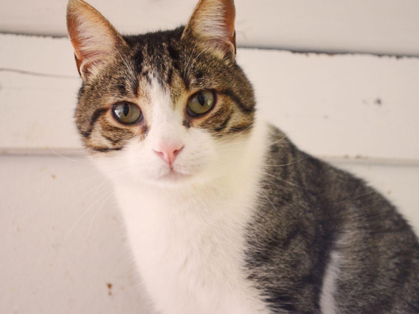 Adozione gatto, maschio, Razza sconosciuta Razza sconosciuta, 2 anni e 1 mese, taglia non valida, Bari