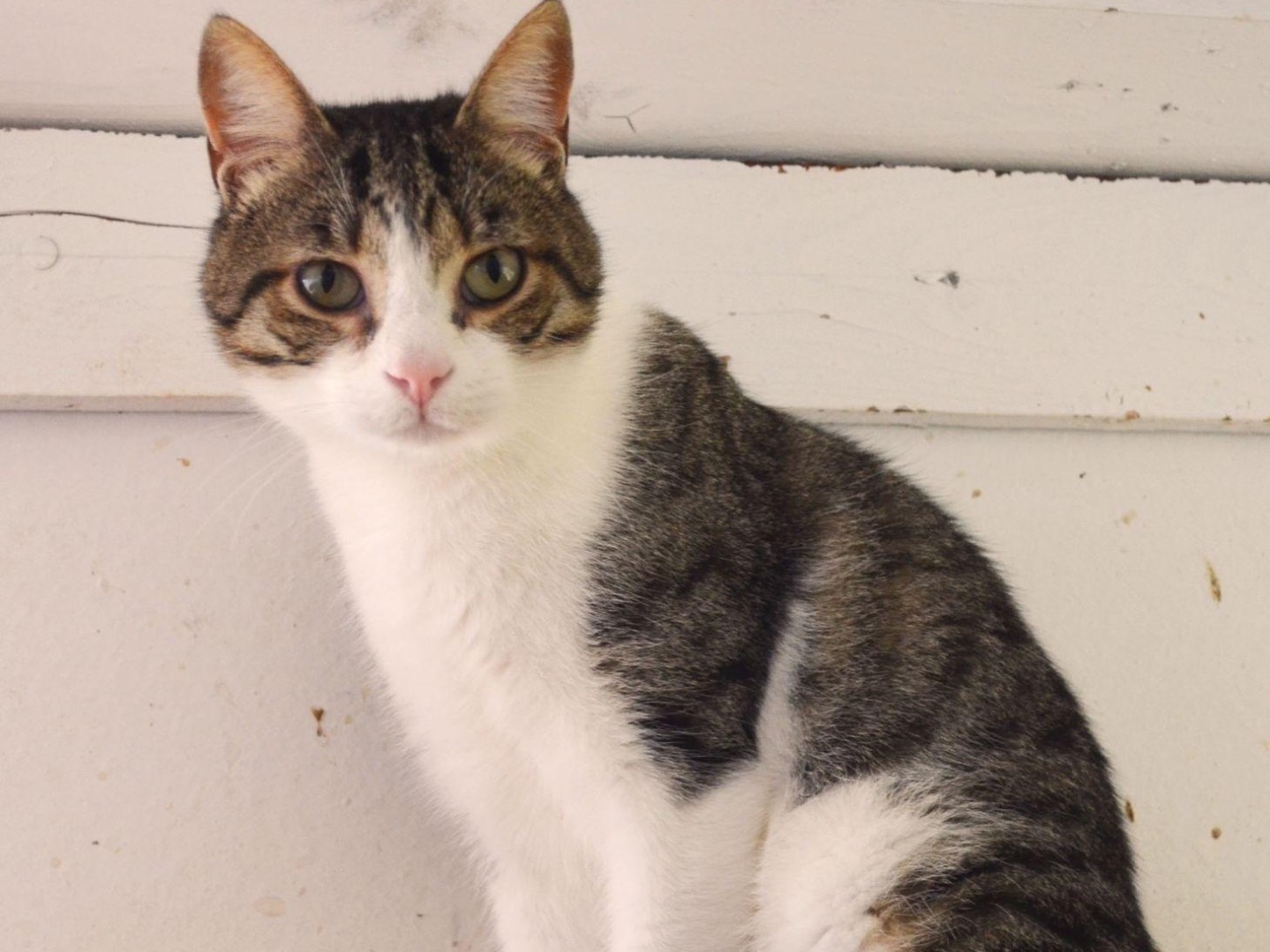 Adotta un gatto, maschio, 2 anni e 1 mese, Bari