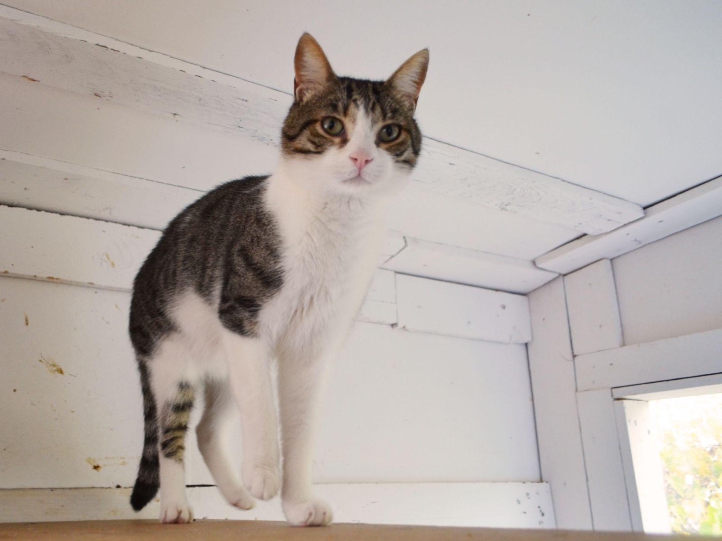 Adotta un gatto, taglia non valida, maschio, Bari