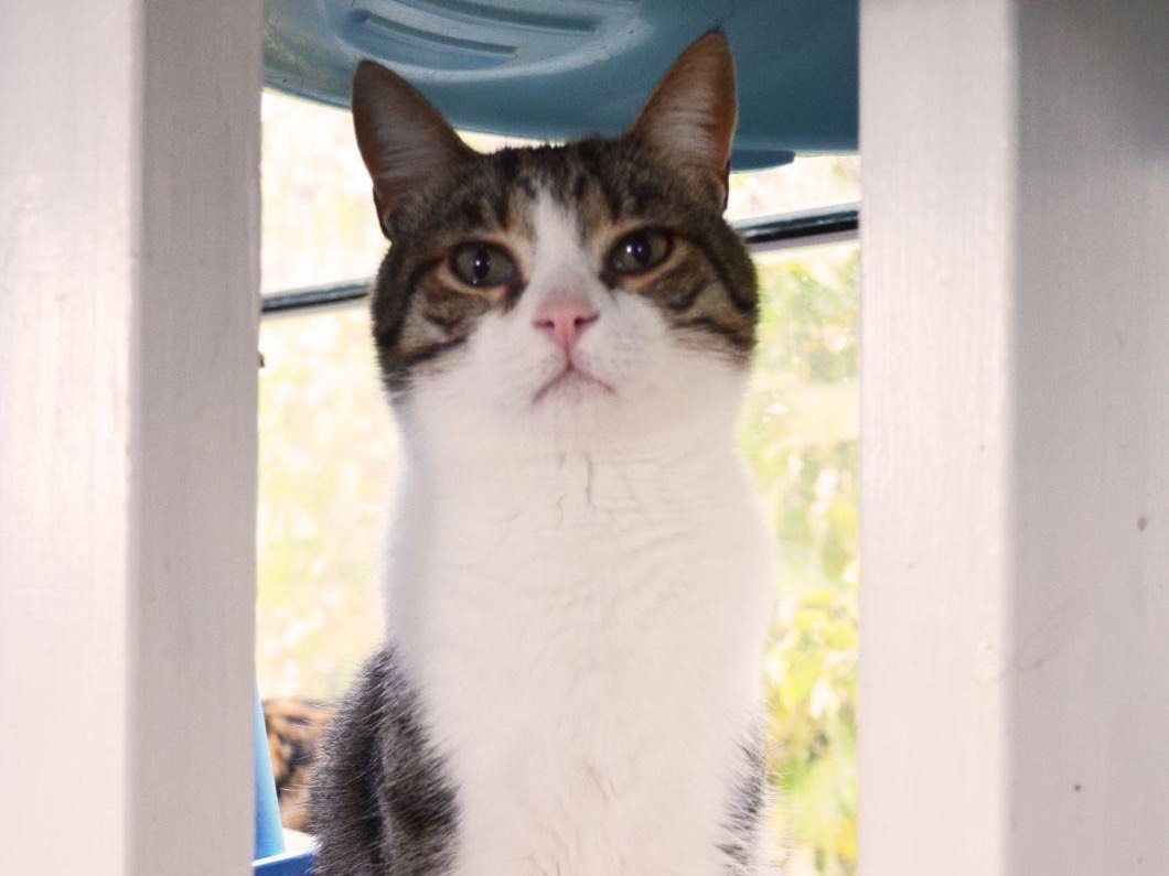 Adotta il gatto Giotto a Bari