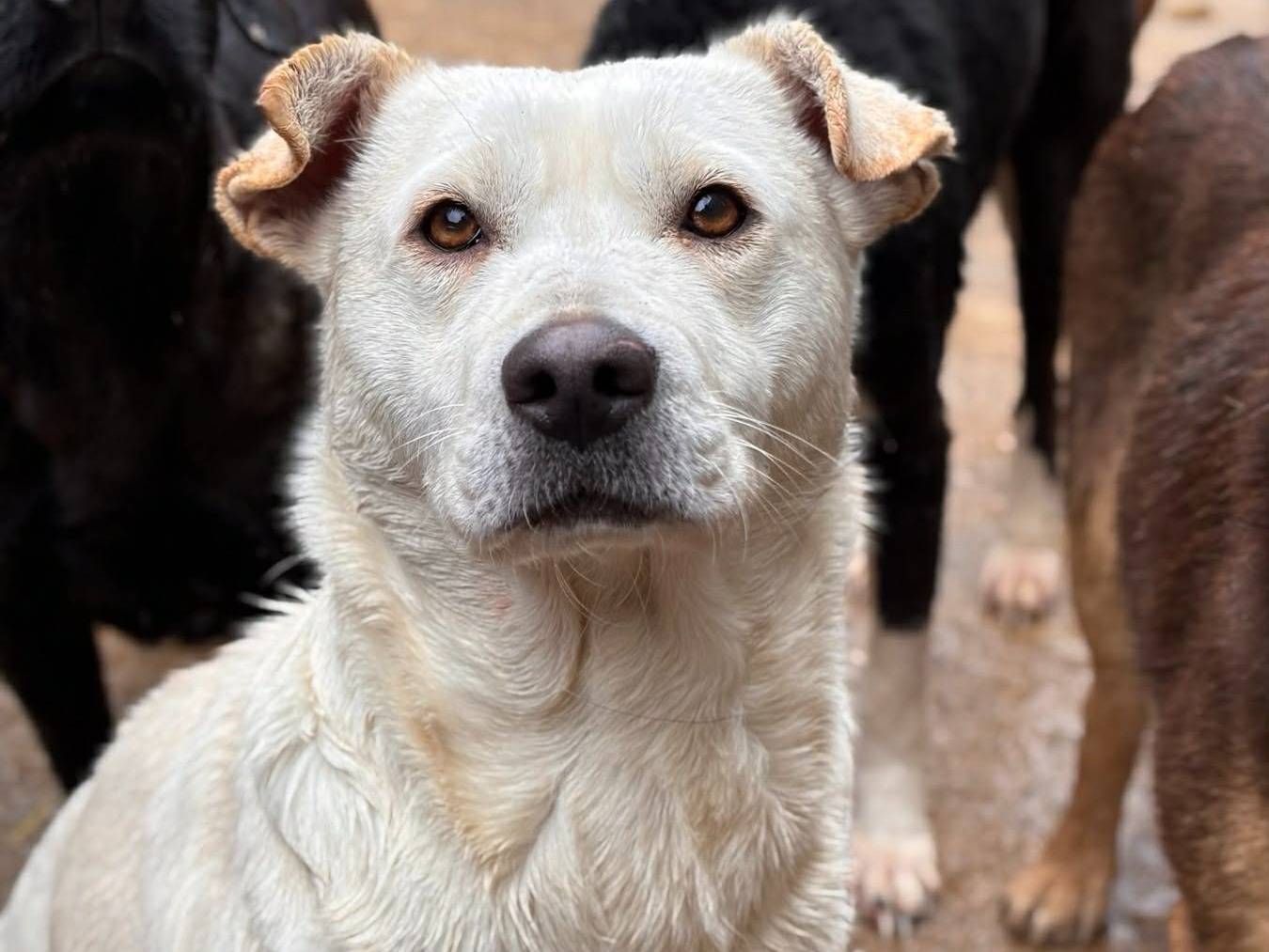Adotta un cane, femmina, 1 anno e 8 mesi, Firenze
