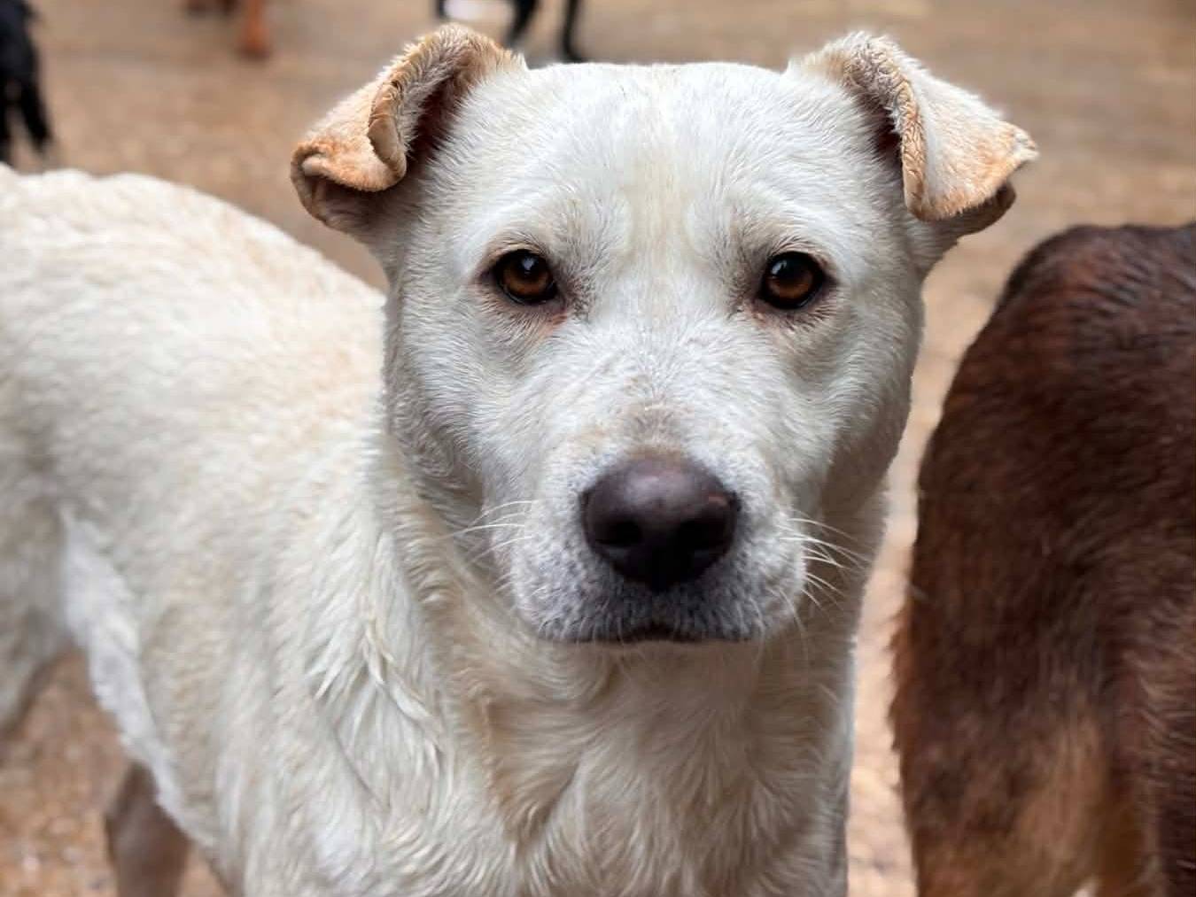 Adotta un cane, taglia media contenuta, femmina, Firenze