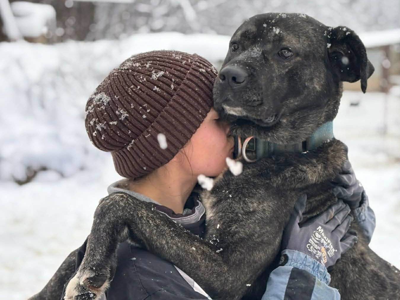 Adotta il cane HERCULES a Firenze