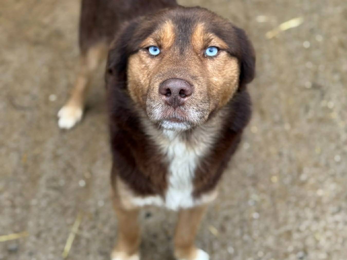 Adotta il cane AURON a Firenze