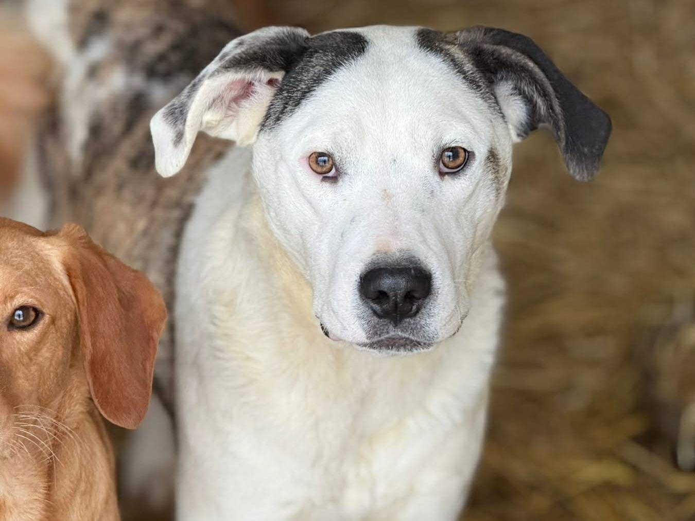 Adozione cane, maschio, Pitbull Razza sconosciuta, 7 mesi, taglia media, Firenze