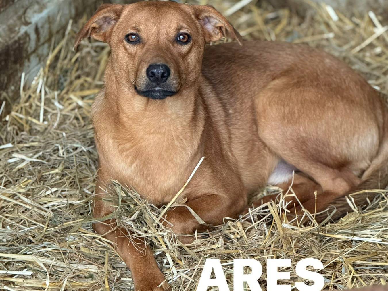 Adotta un cane, taglia media, maschio, Firenze