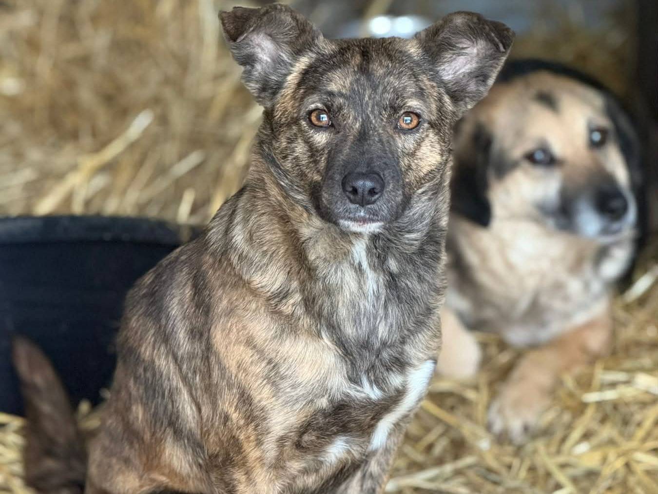 Adotta il cane ALBA a Firenze