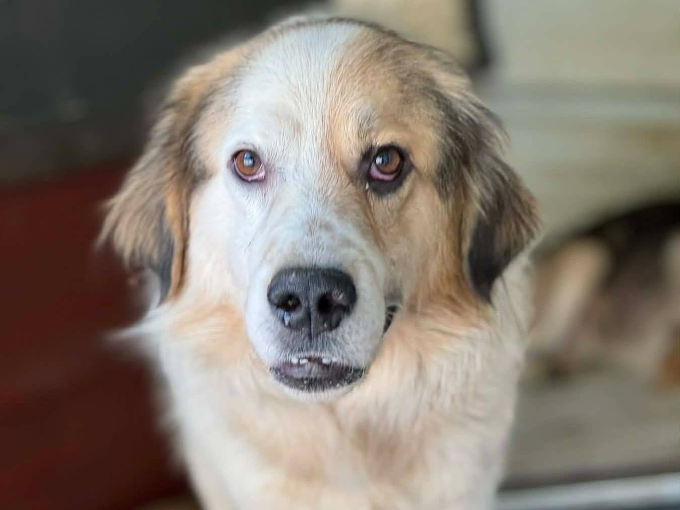 Adotta il cane ARAMIS a Firenze