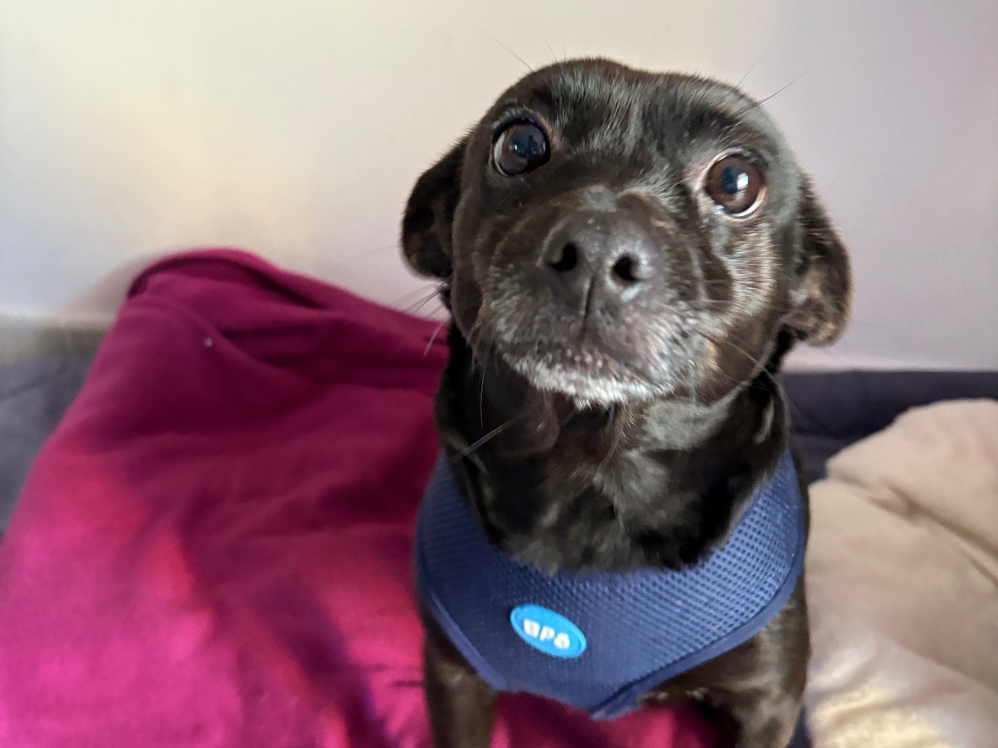 Adotta un cane, taglia piccola, femmina, Sud