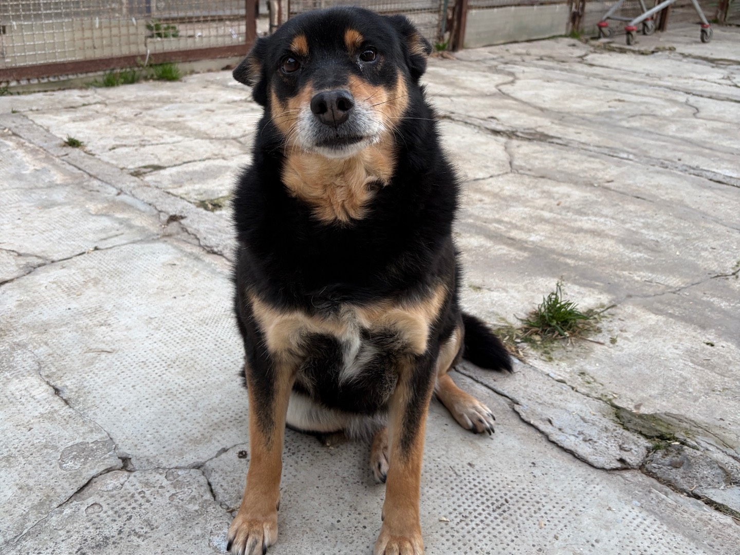 Adotta un cane, femmina, 7 anni e 4 mesi, Milano