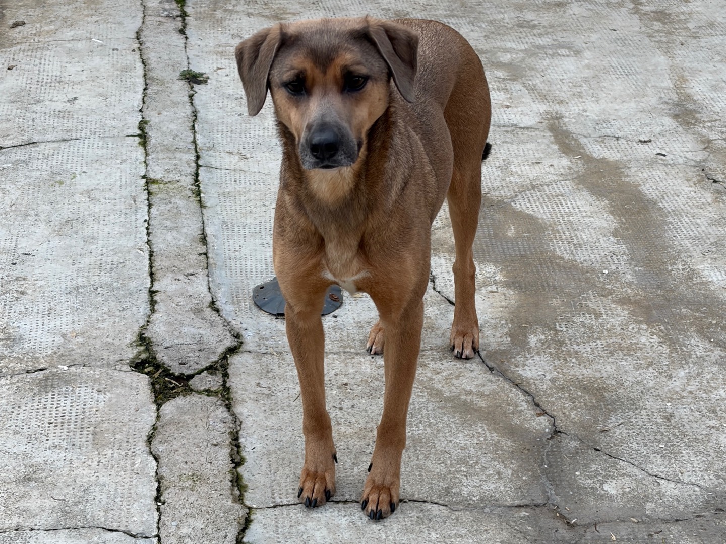 Adozione cane, maschio, Razza sconosciuta Razza sconosciuta, 2 anni e 3 mesi, taglia media, Milano