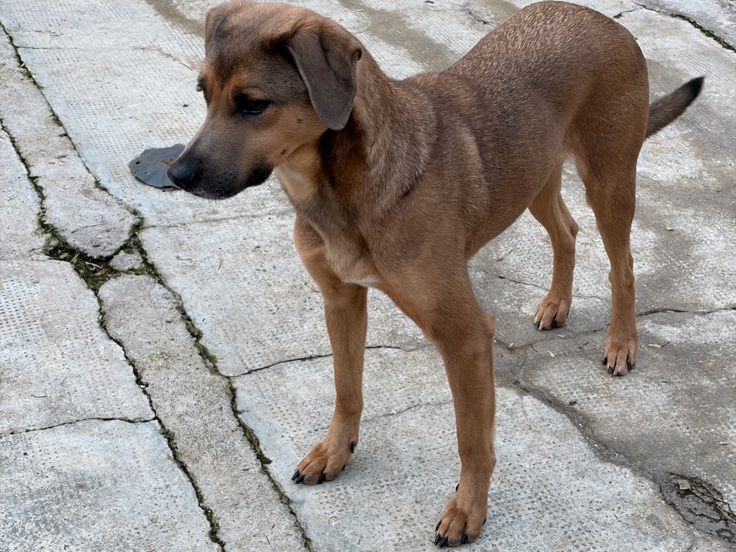 Adotta un cane, maschio, 2 anni e 3 mesi, Milano