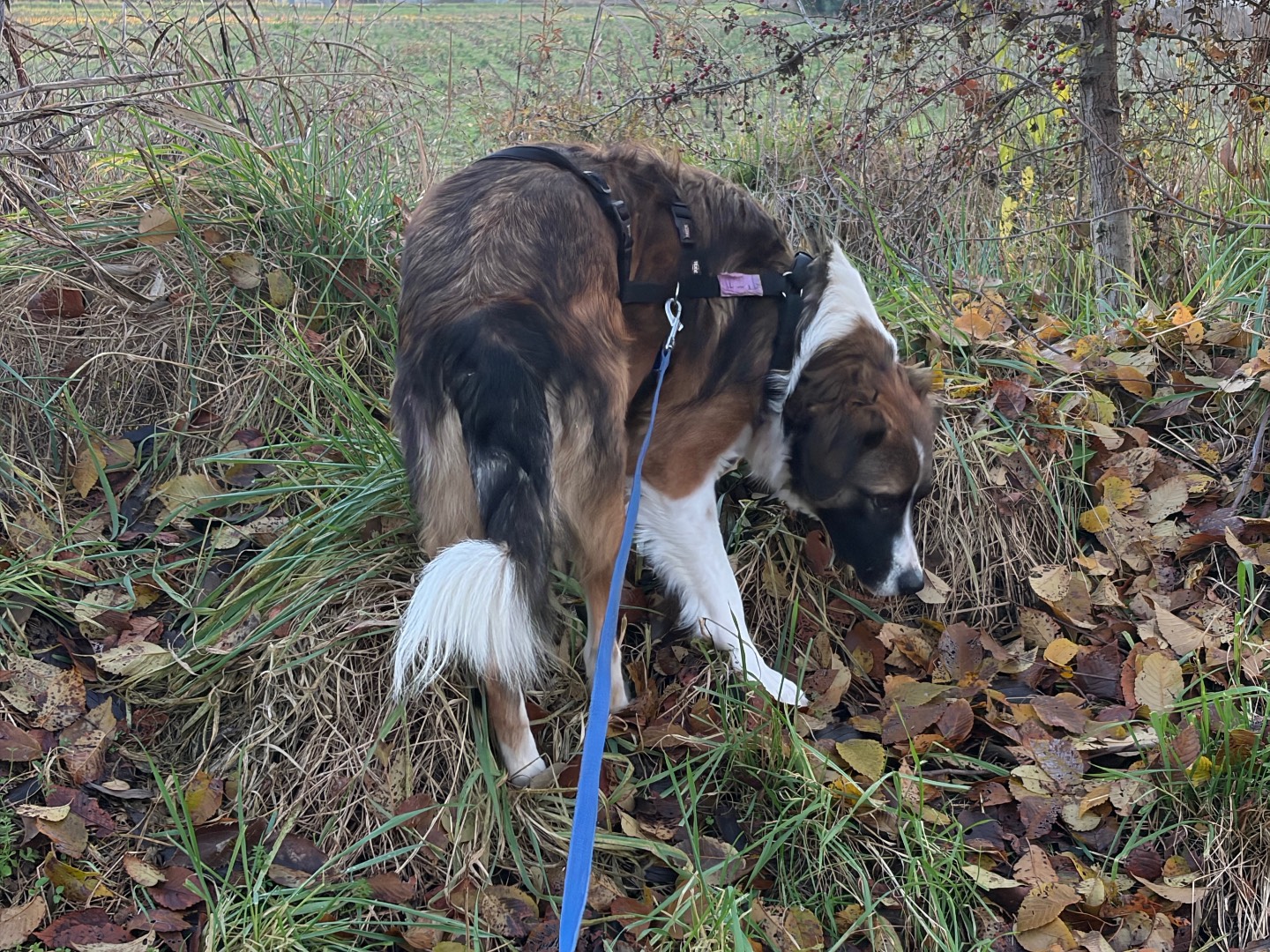 Adotta il cane Filly a Milano