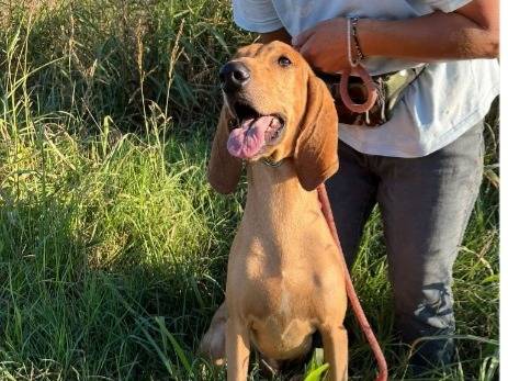 Vuoi adottare un cane a Rovigo?