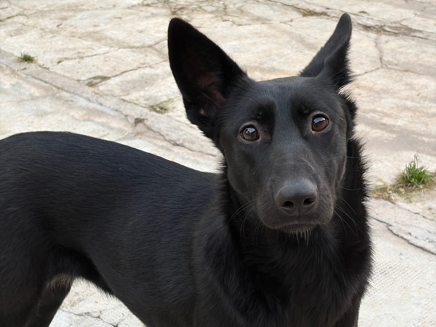 Adozione cane, femmina, Pastore Belga Malinois Razza sconosciuta, 1 anno e 3 mesi, taglia media, Milano