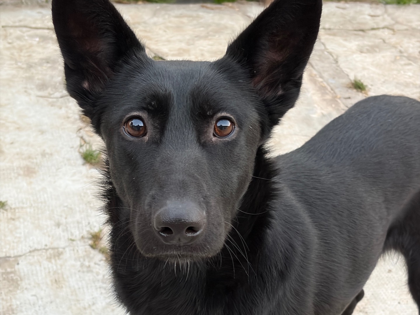 Adotta un cane, femmina, 1 anno e 3 mesi, Milano