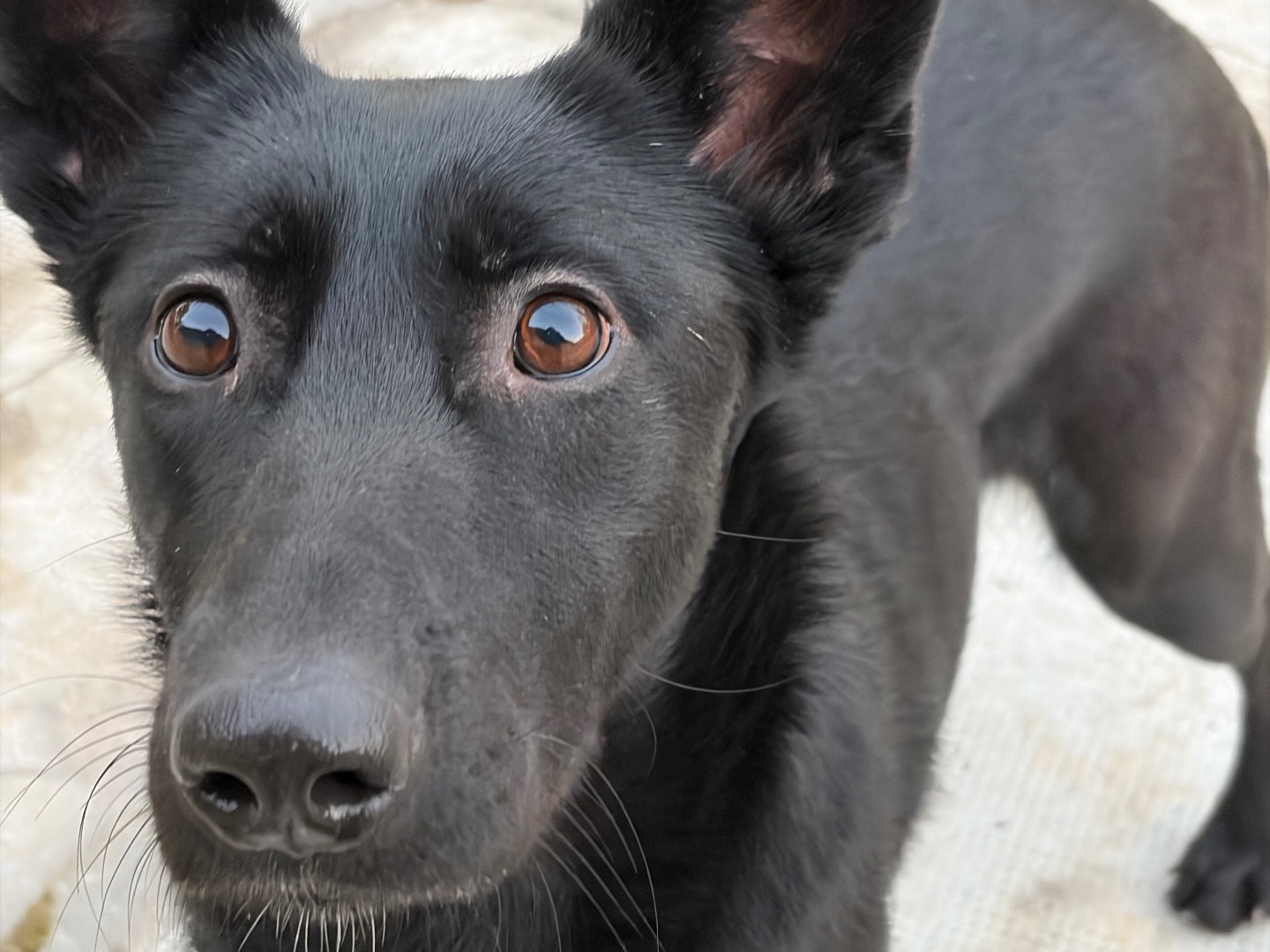 Adotta un cane, taglia media, femmina, Milano