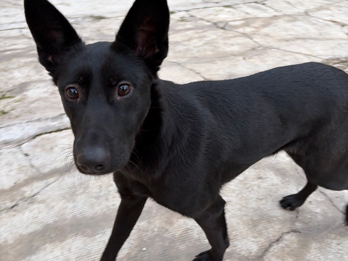 Vuoi adottare un cane a Milano?