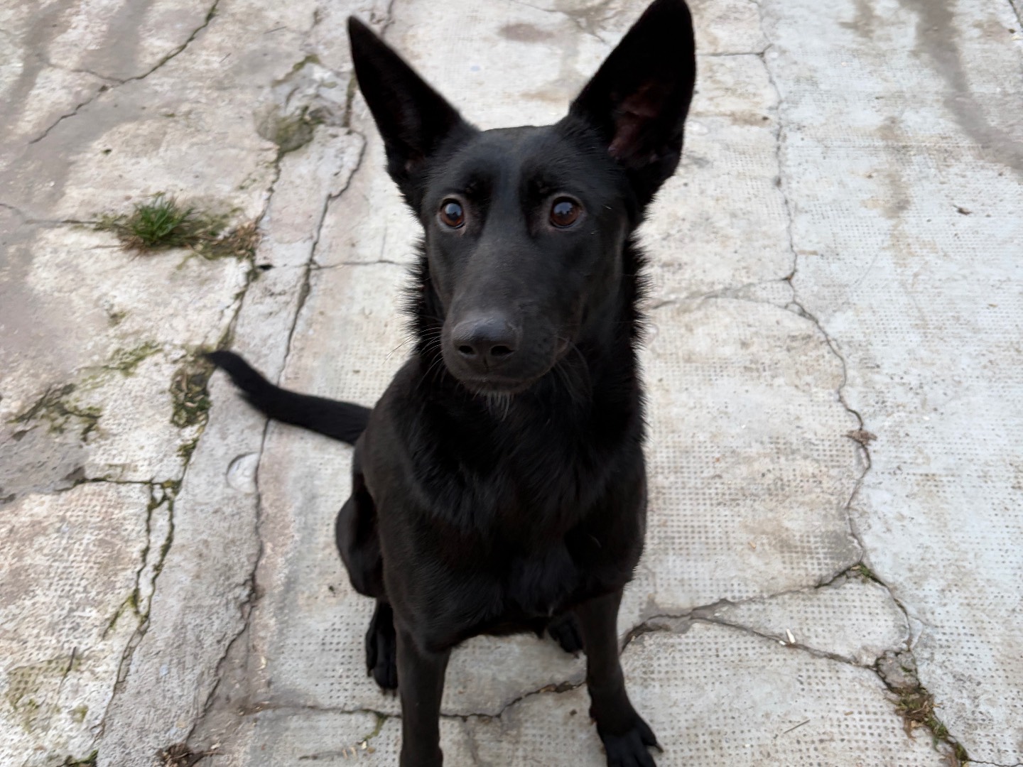 Adotta il cane Nera a Milano