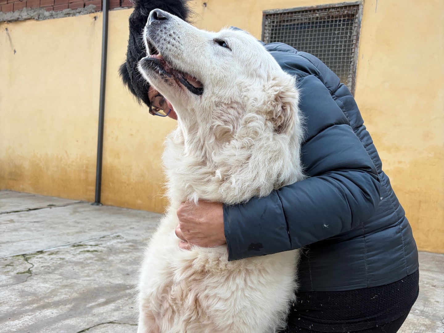 Adozione cane, femmina, Pastore maremmano Razza sconosciuta, 10 anni e 3 mesi, taglia gigante, Milano