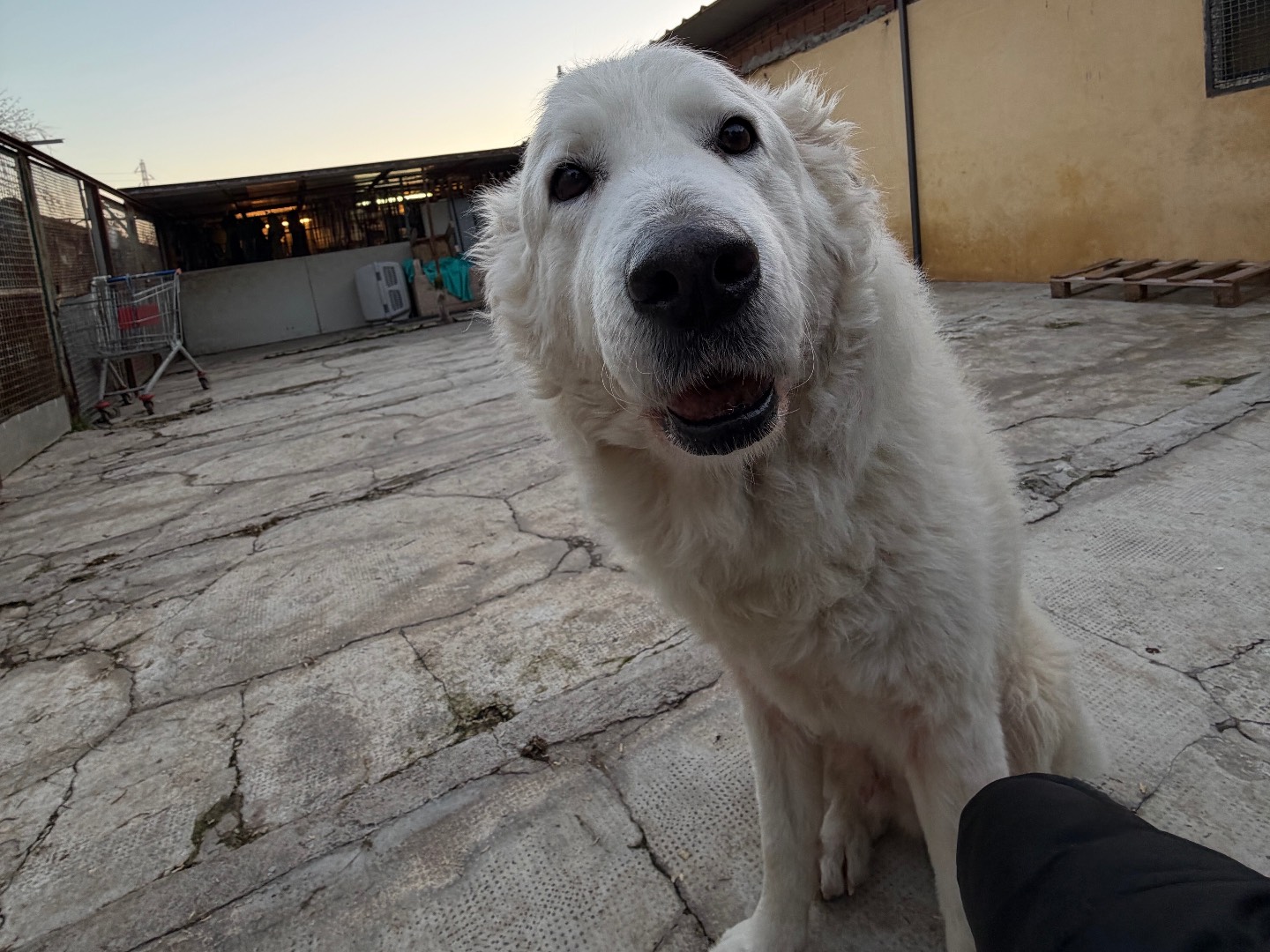 Adotta il cane Neve a Milano