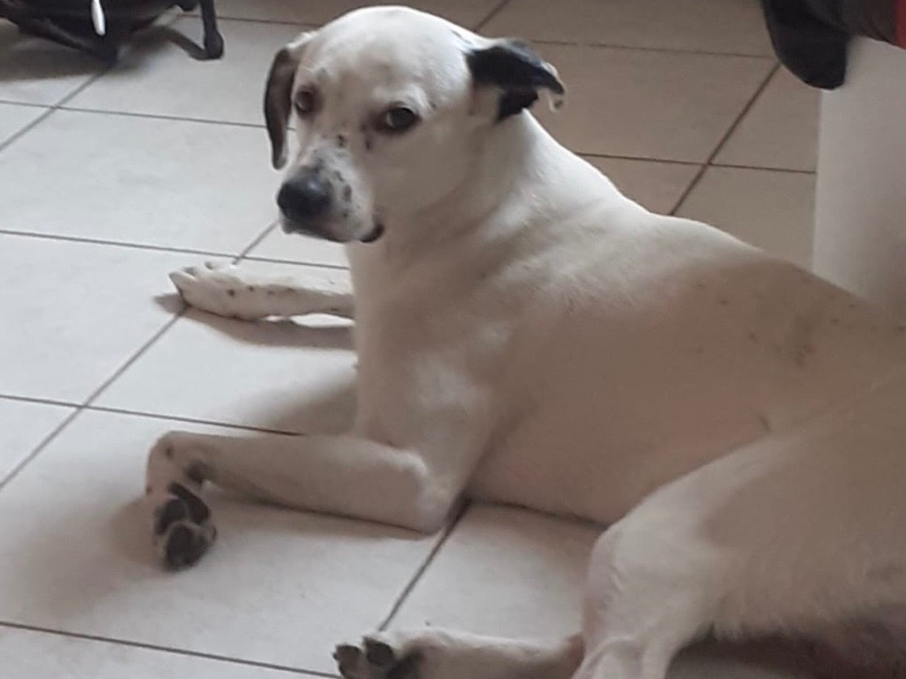 Vuoi adottare un cane a Milano?