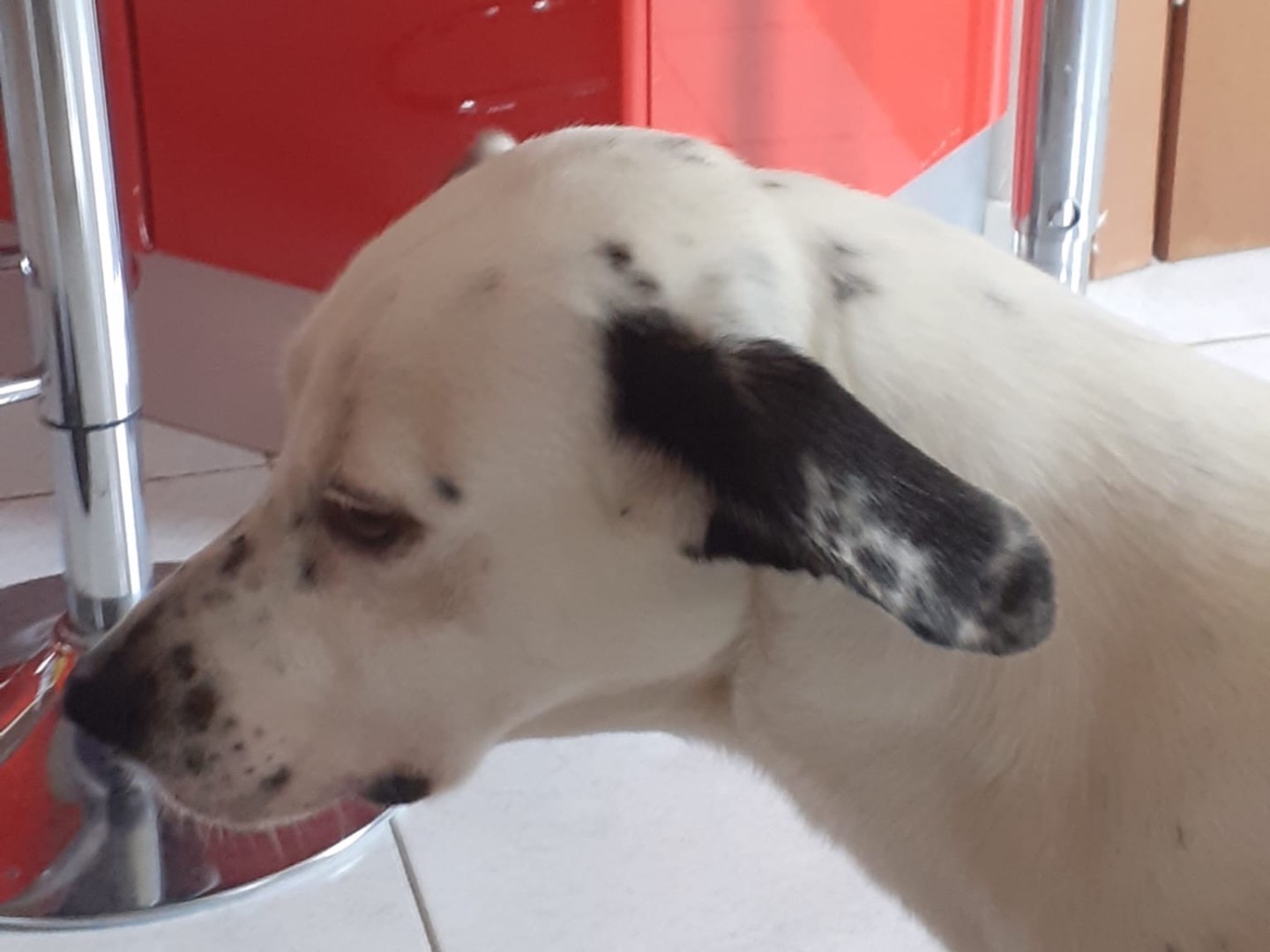 Adotta il cane Atlas Luisell a Milano