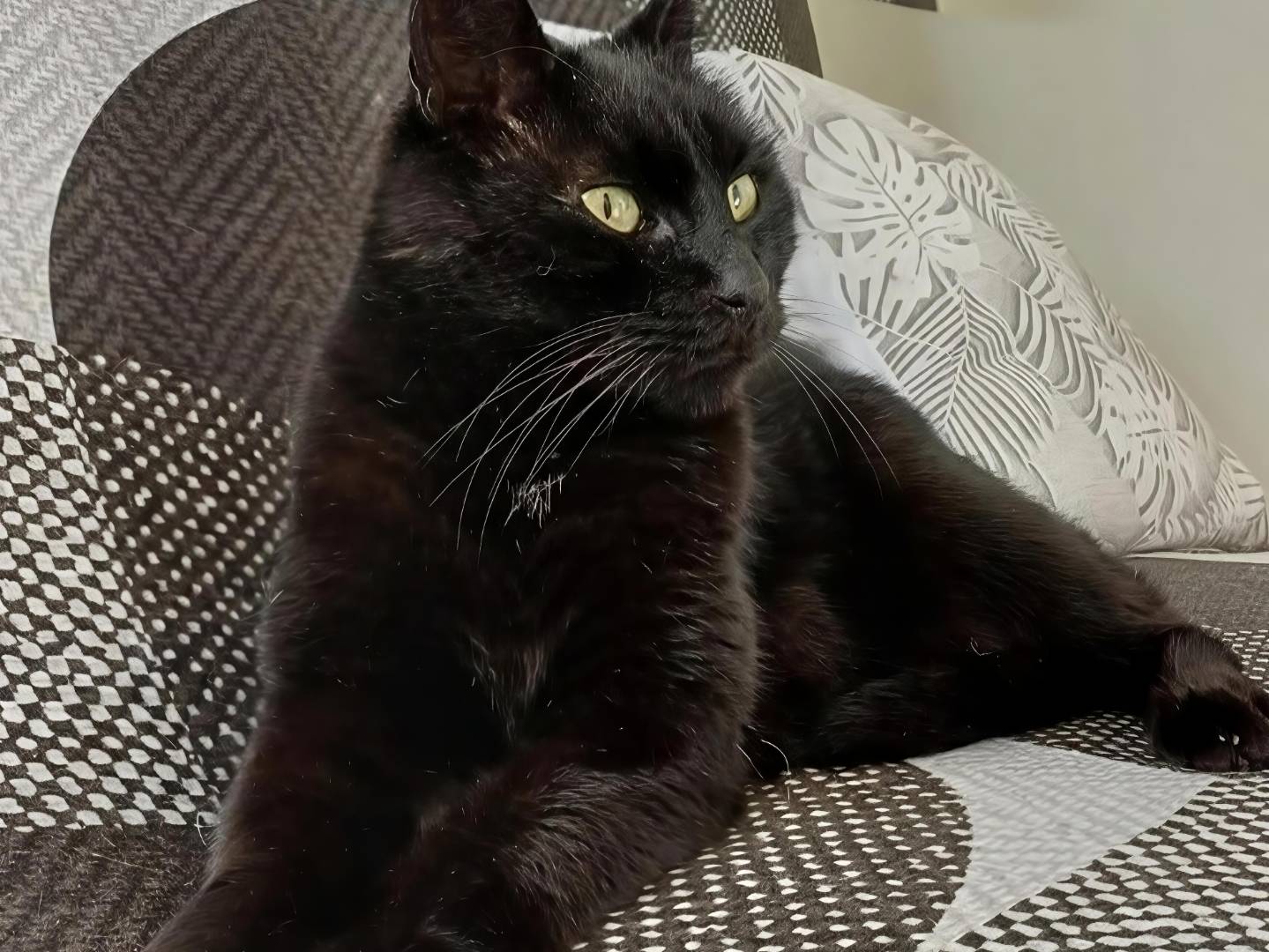 Adotta un gatto, taglia non valida, maschio, Potenza