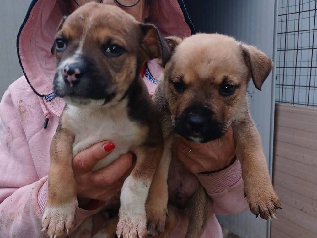 Adozione cane, maschio, Razza sconosciuta Razza sconosciuta, 2 mesi, taglia media, Frosinone