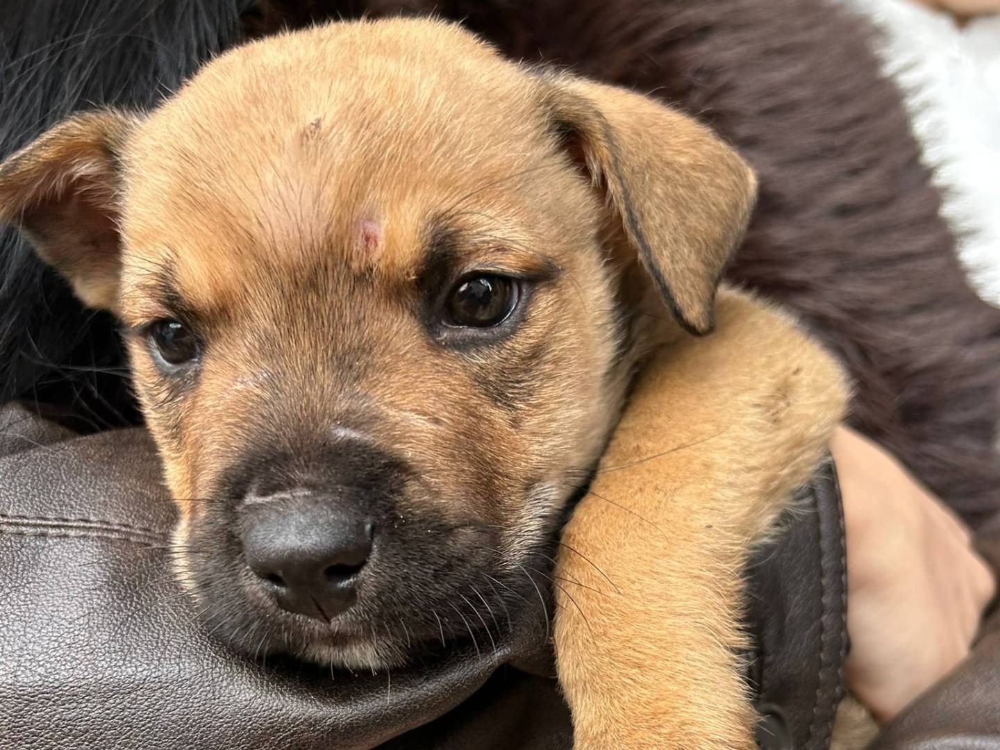 Adotta un cane, maschio, 2 mesi, Frosinone