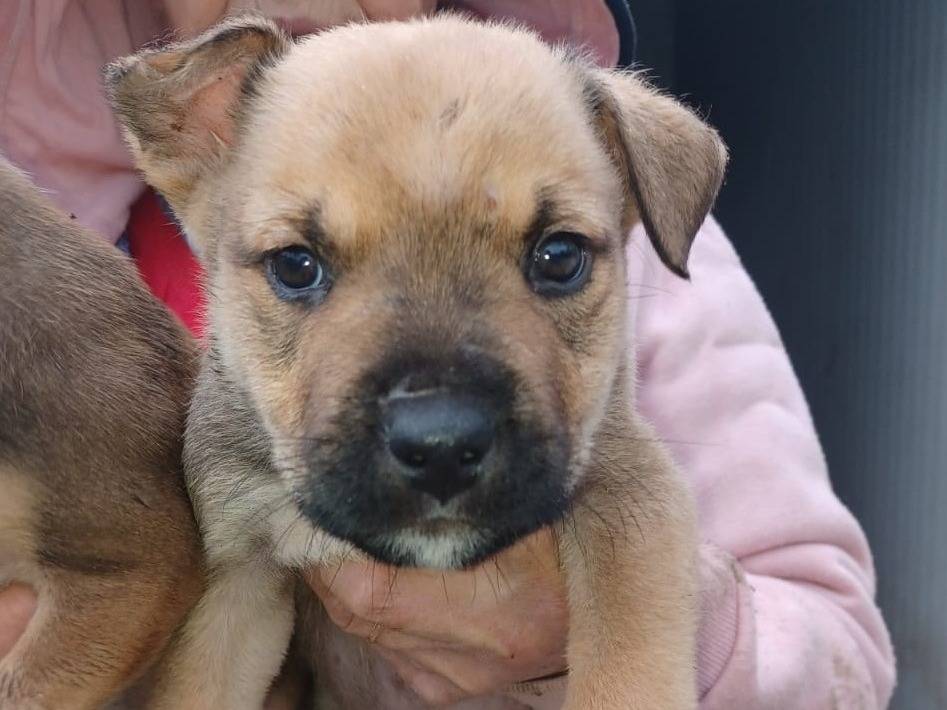 Adotta un cane, taglia media, maschio, Frosinone