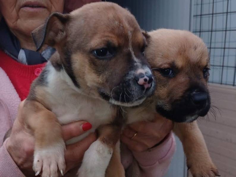 Vuoi adottare un cane a Frosinone?