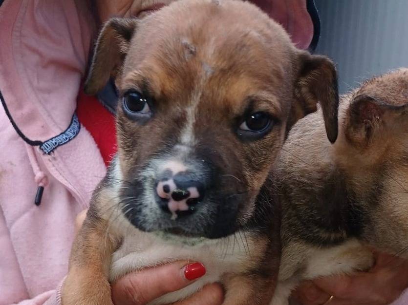 Adotta il cane MUFFIN e CHOCO a Frosinone