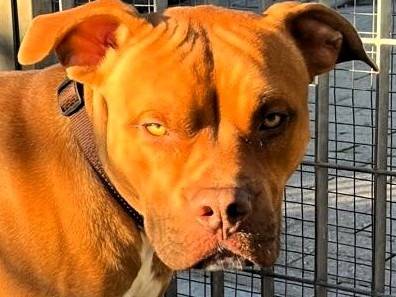 Adotta un cane, maschio, 1 anno e 4 mesi, Milano