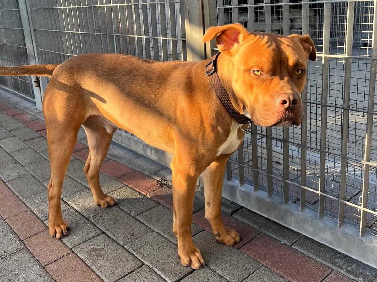 Vuoi adottare un cane a Milano?